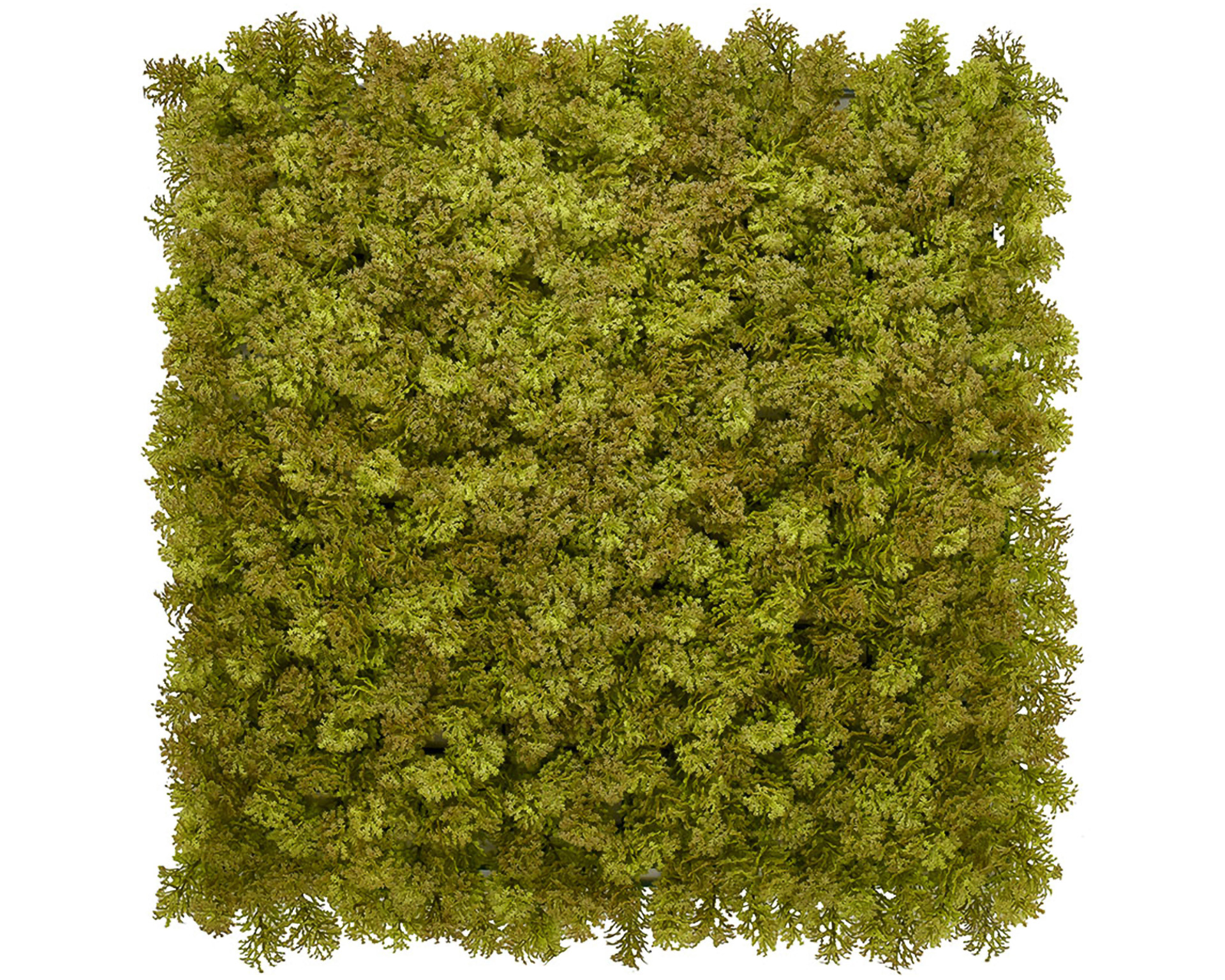 Kunsthaag Light Moss - 50x50cm - Geschikt voor Binnen & Buiten