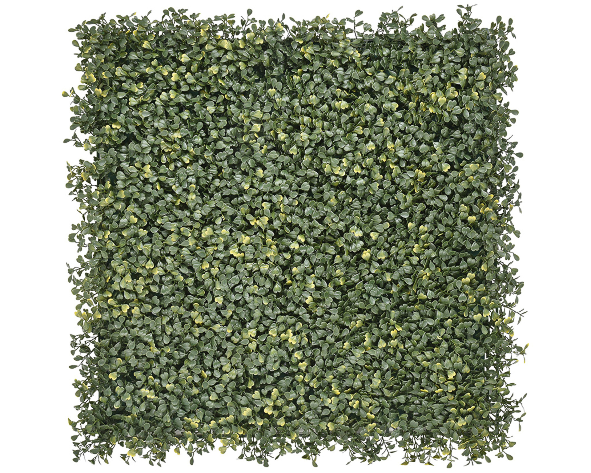 Kunsthaag Short Buxus - 50x50cm - Geschikt voor Binnen & Buiten