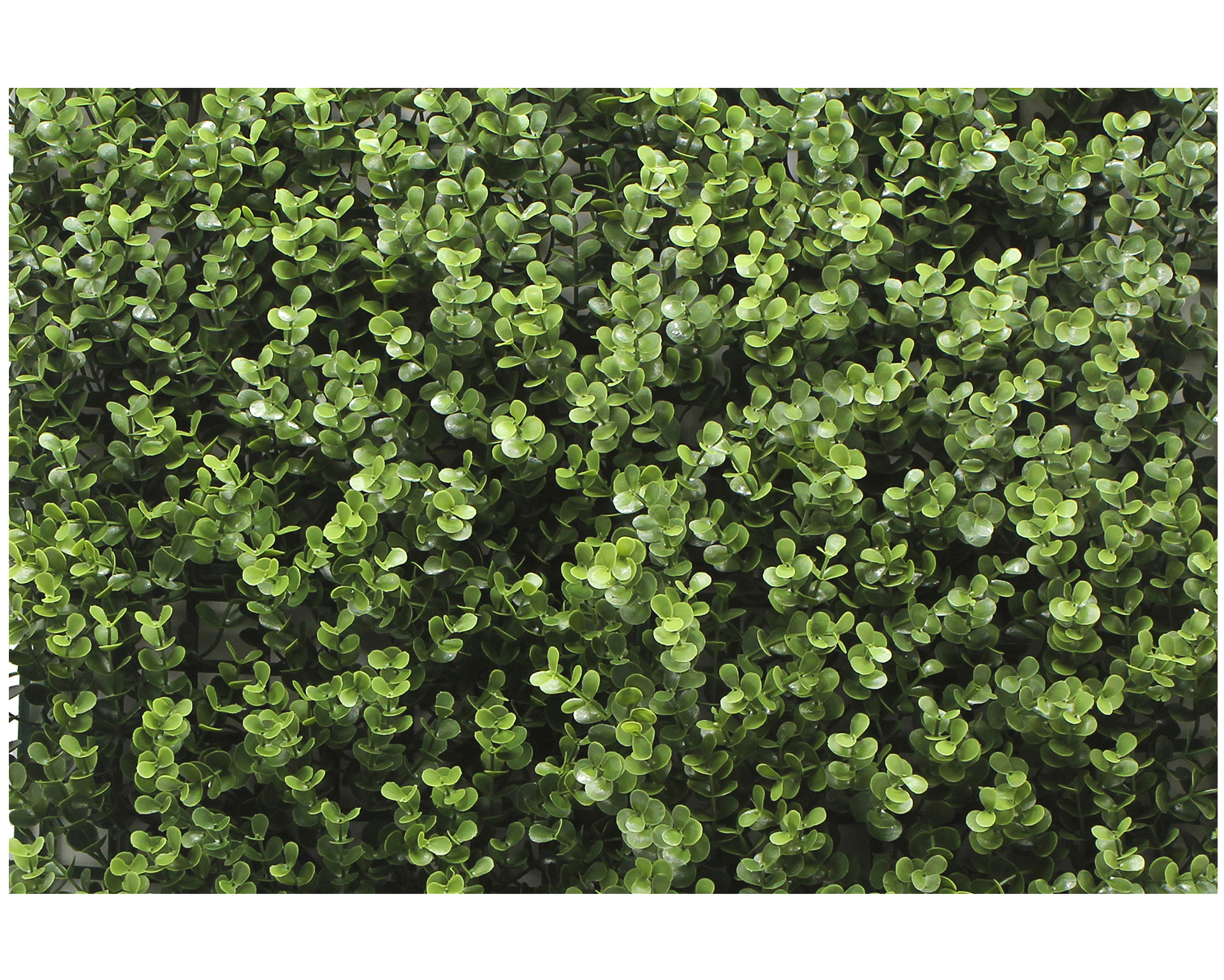Kunsthaag Dark Buxus - 50x50cm - Geschikt voor Binnen & Buiten
