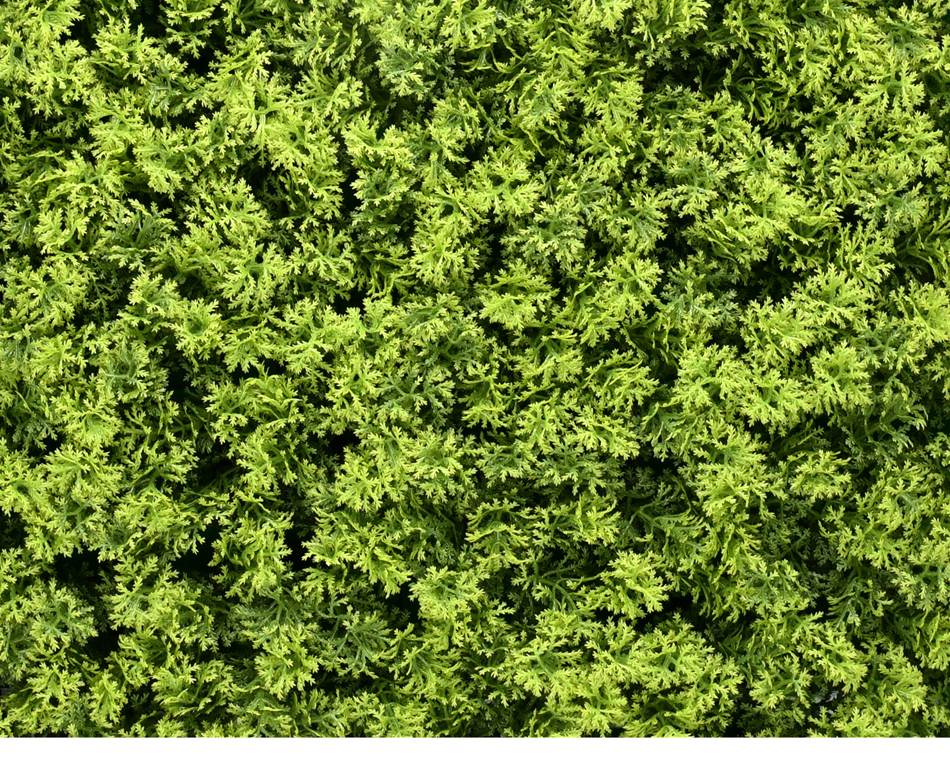 Kunsthaag Long Moss - 50x50cm - Geschikt voor Binnen & Buiten