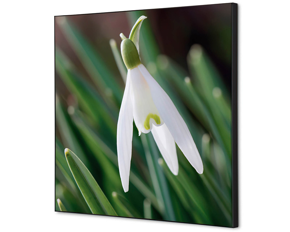 Perce-neige décoration murale - 400x400mm
